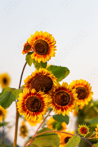 yellow and red sunflower