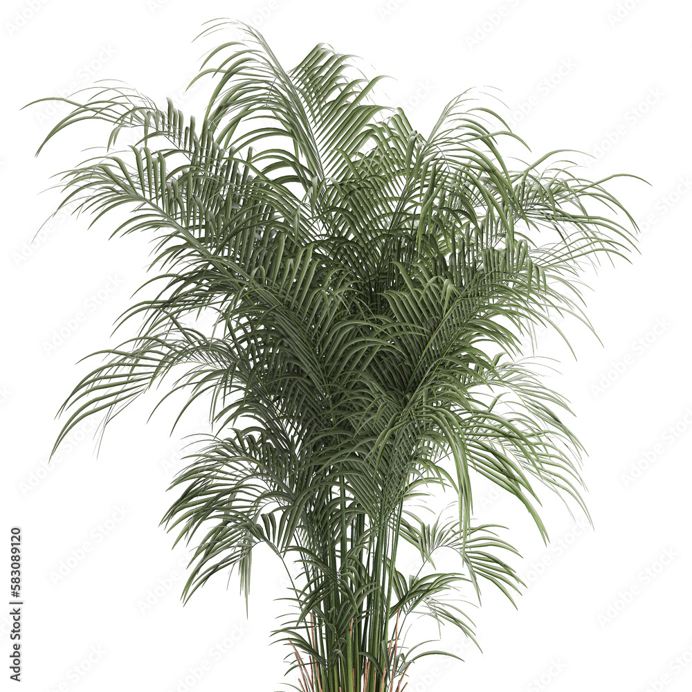 Beautiful palm tree in a flower pot for interior decor Beautiful palm tree in a flower pot for interior decor