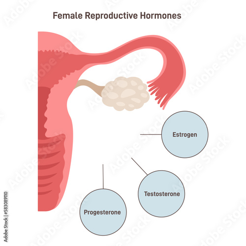 Female reproductive hormones. Human endocrine system organ producing
