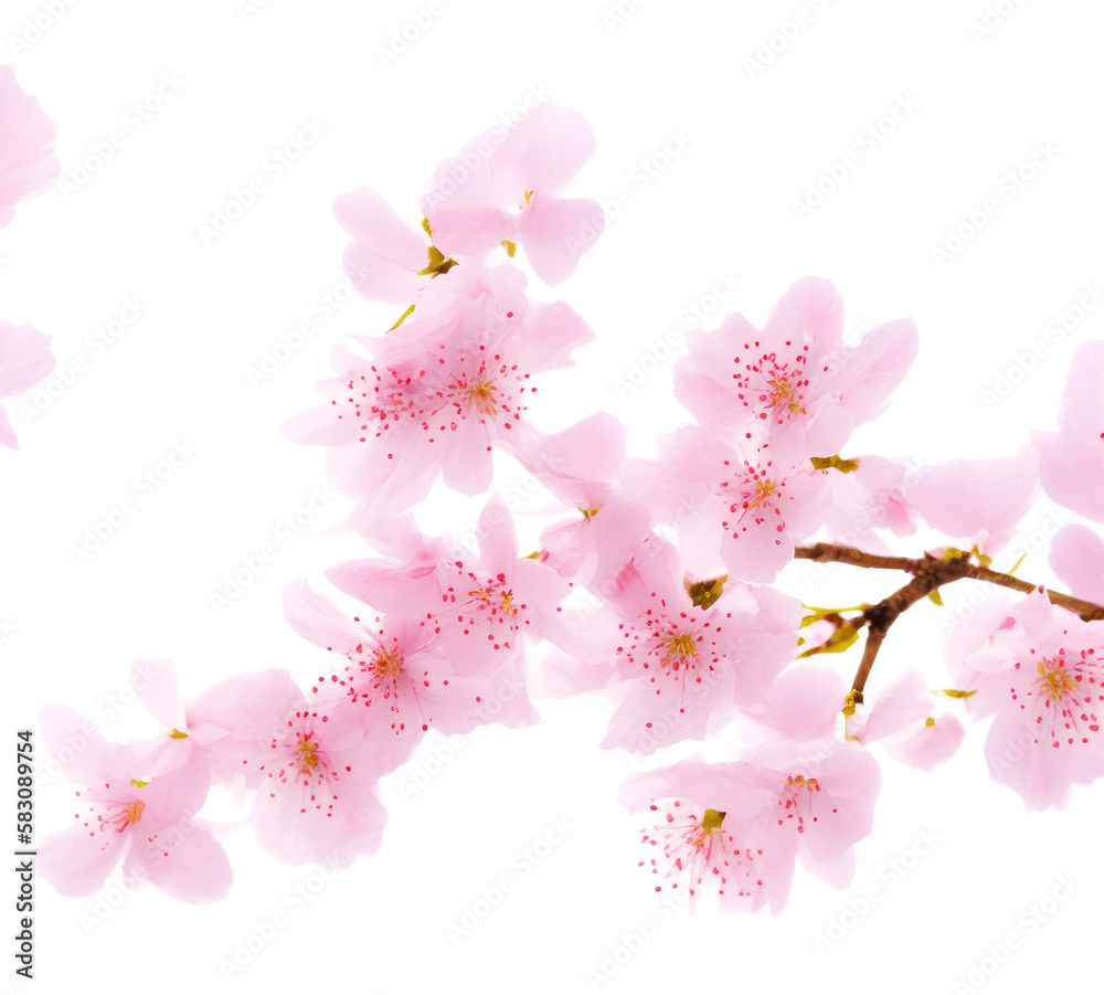 Fototapeta premium spring cherry blossom. generative AI