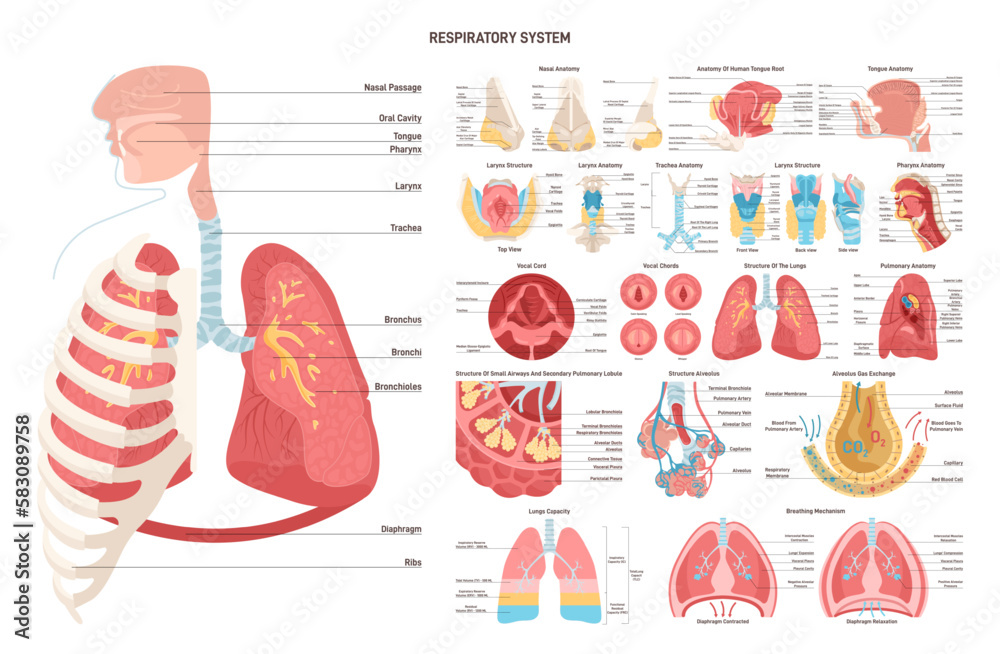 Human respiratory sytem set. Nose, trachea, lungs and alveoli. Respiratory - obrazy, fototapety, plakaty 
