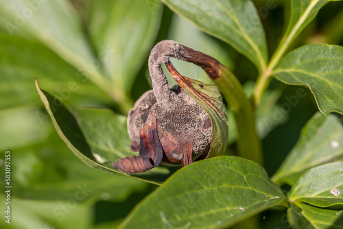 Fototapeta Naklejka Na Ścianę i Meble -  The gray rot on a peony bud