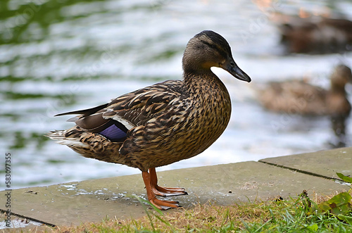 duck by the water