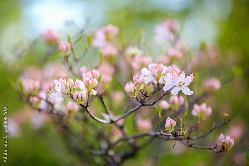 The plant Rhododendron Vasey The plant Rhododendron Vasey