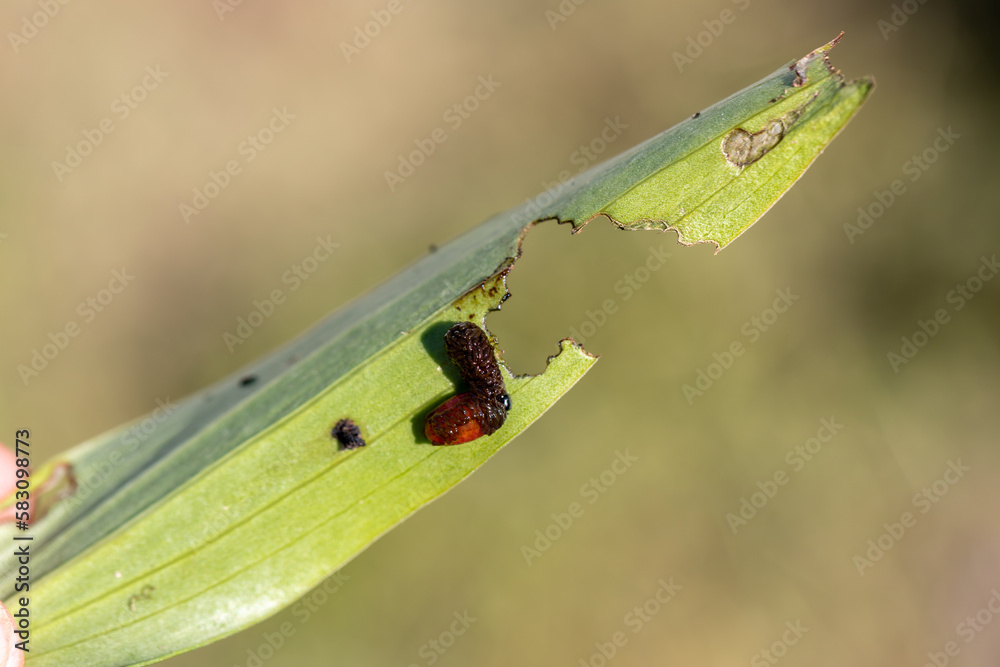 Scarlet lily beetle larva covered in excrement feeding on lily leaf Scarlet lily beetle larva covered in excrement feeding on lily leaf