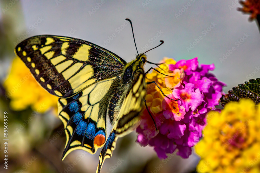 Fototapeta premium butterfly on flower