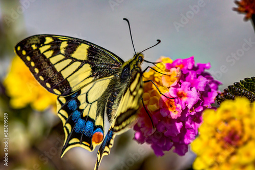 butterfly on flower © ELEFTHERIOS