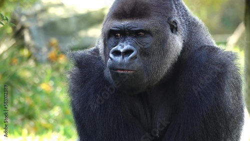 western lowland gorilla chews his food slowly. slow motion