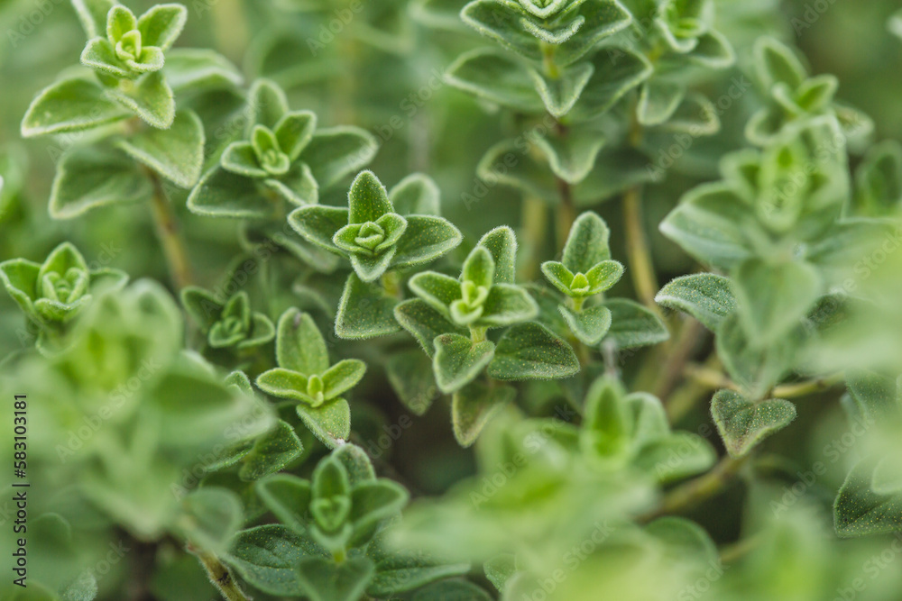 close up of oregano leaves close up of oregano leaves