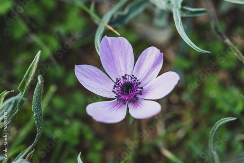 flower in the garden