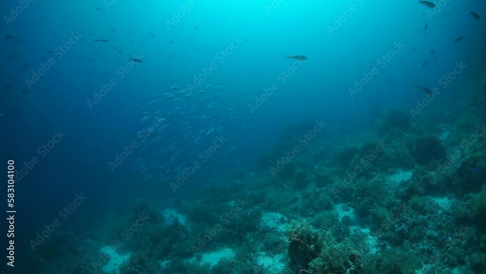 Delight in mesmerizing display of school of fish and corals in slow motion. Underwater world is mesmerising and enchanting place to discover. Delight in mesmerizing display of school of fish and corals in slow motion. Underwater world is mesmerising and enchanting place to discover.