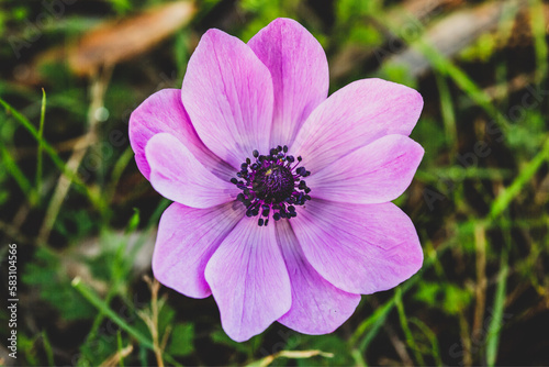 purple flower in the garden