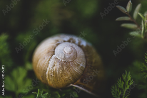 closeup of a snail shell on a leaf