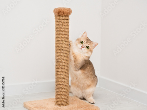 Young British kitten sharpening her claws in the living room. Expressive green eyes. photo