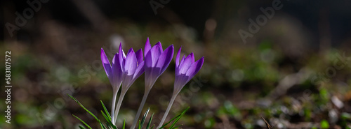 Primroses bloomed in spring. Crocuses flowering on a crocus meadow in spring,