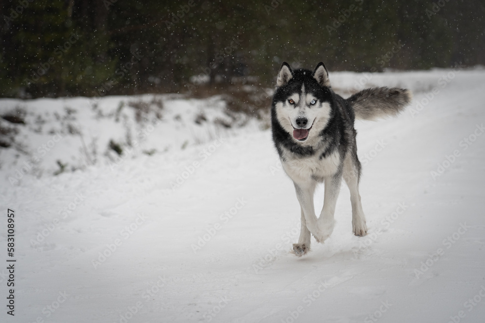A husky dog ​​with multi-colored eyes runs in winter when it snows.