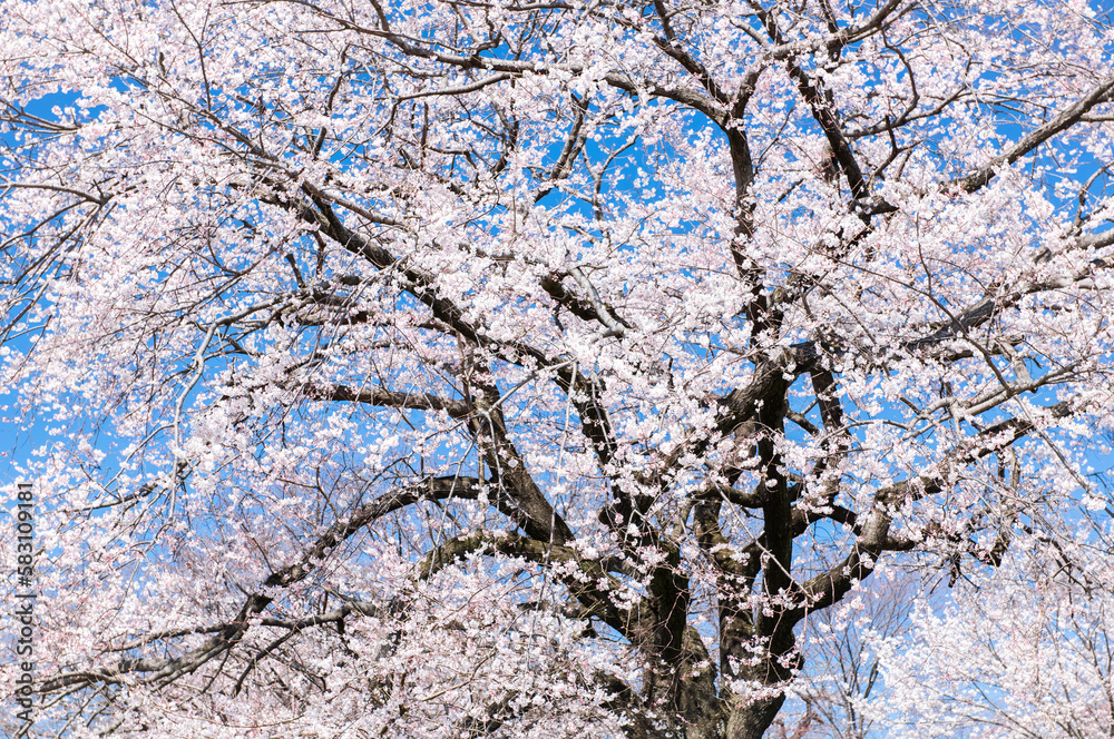 満開の桜と青空。日本の春。