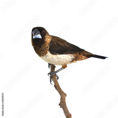 White-rumped Munia bird