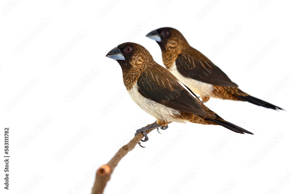 Fototapeta premium White-rumped Munia bird
