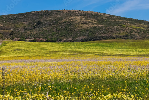 Yellow and white wild flower