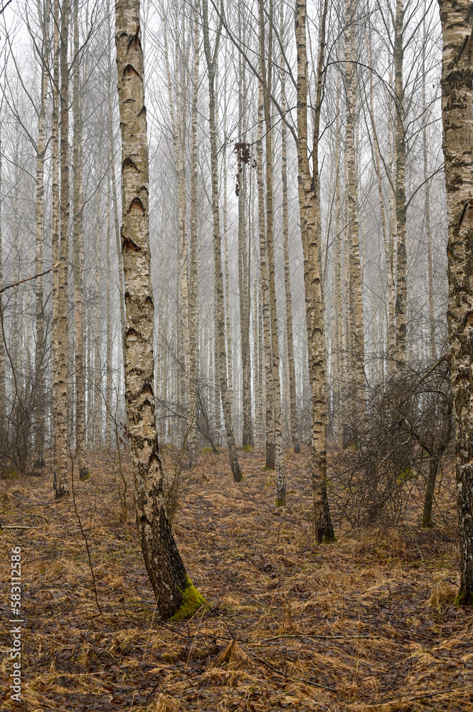 Birch wood an early misty morning in march Birch wood an early misty morning in march