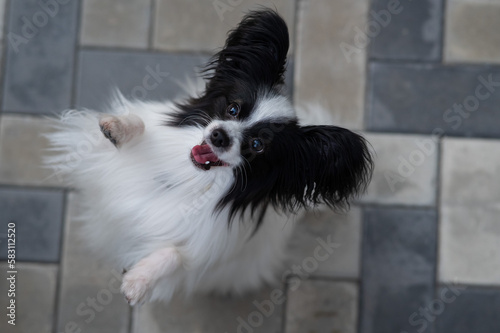 Top view of pappilion dog on the sidewalk. Portrait of a black and white continental spaniel. photo