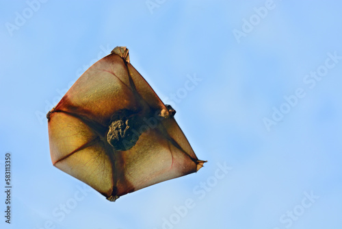 Flying Lemur (Galeopterus variegatus) in sky.