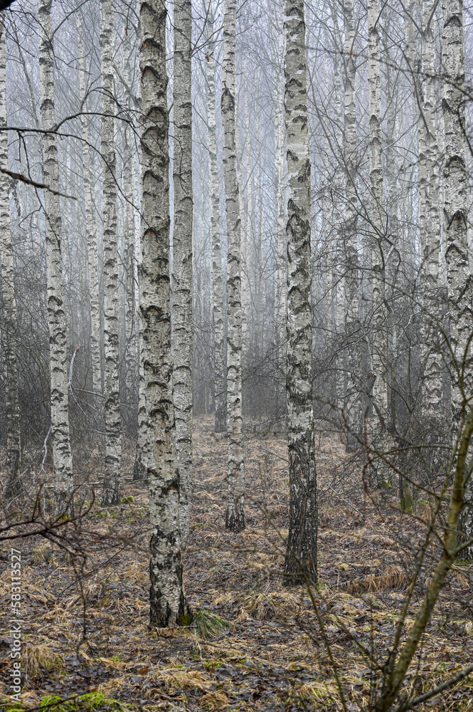 Obraz premium Birch wood an early misty morning in march