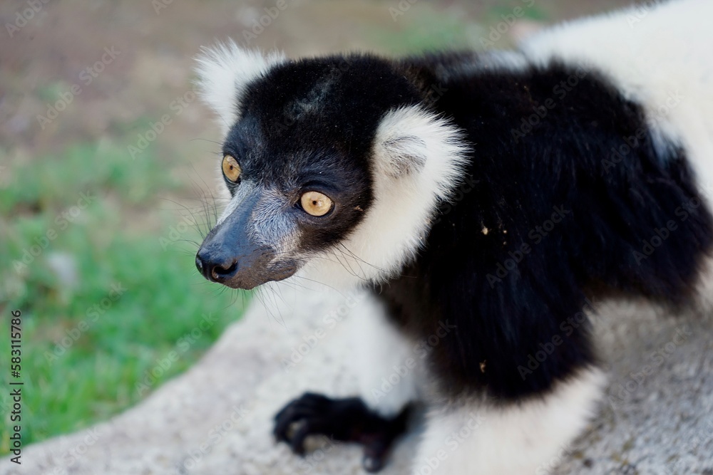 Foto di un Lemure
