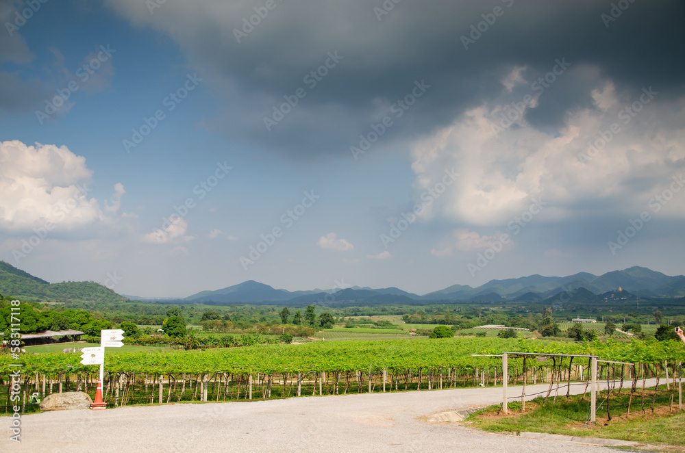 Agricultural industry vineyards for white wine production Agricultural industry vineyards for white wine production