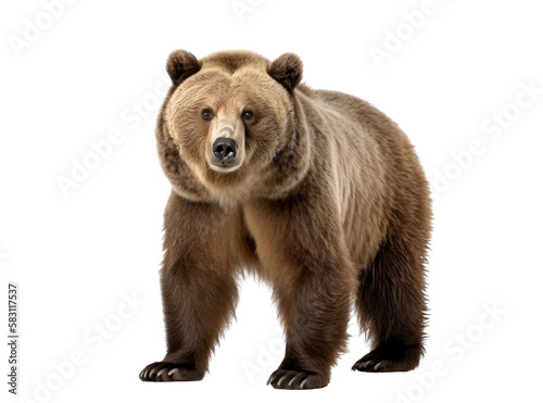 Grizzly bear isolated on white, transparent background, PNG, generative ai 