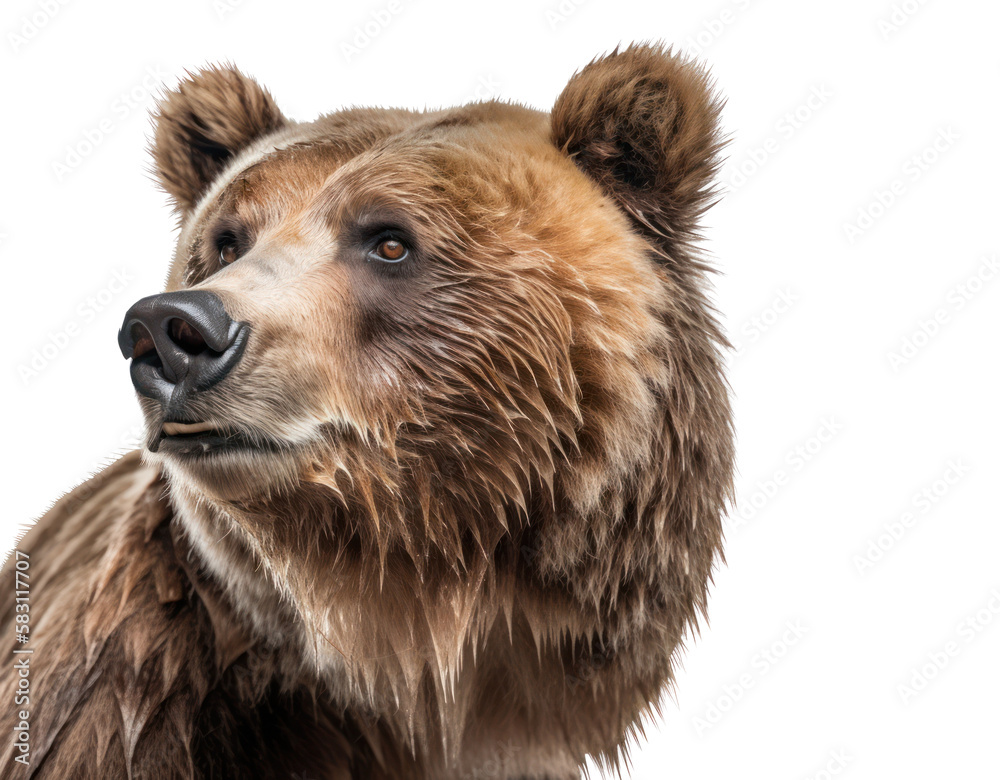 Grizzly bear isolated on white, transparent background, PNG, generative ai Grizzly bear isolated on white, transparent background, PNG, generative ai