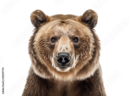 Grizzly bear isolated on white, transparent background, PNG, generative ai  © Rawf8