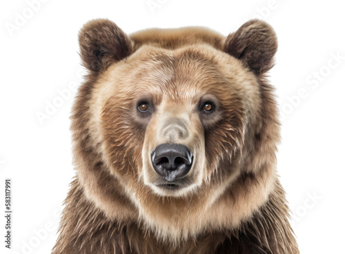 Grizzly bear isolated on white, transparent background, PNG, generative ai 