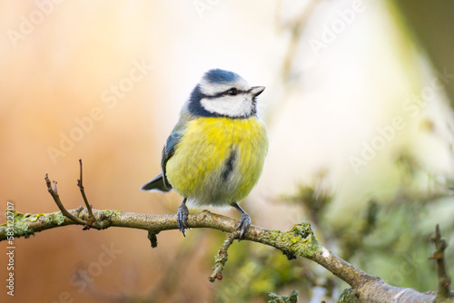 Colorful close-up of a cute blue tit on its branch