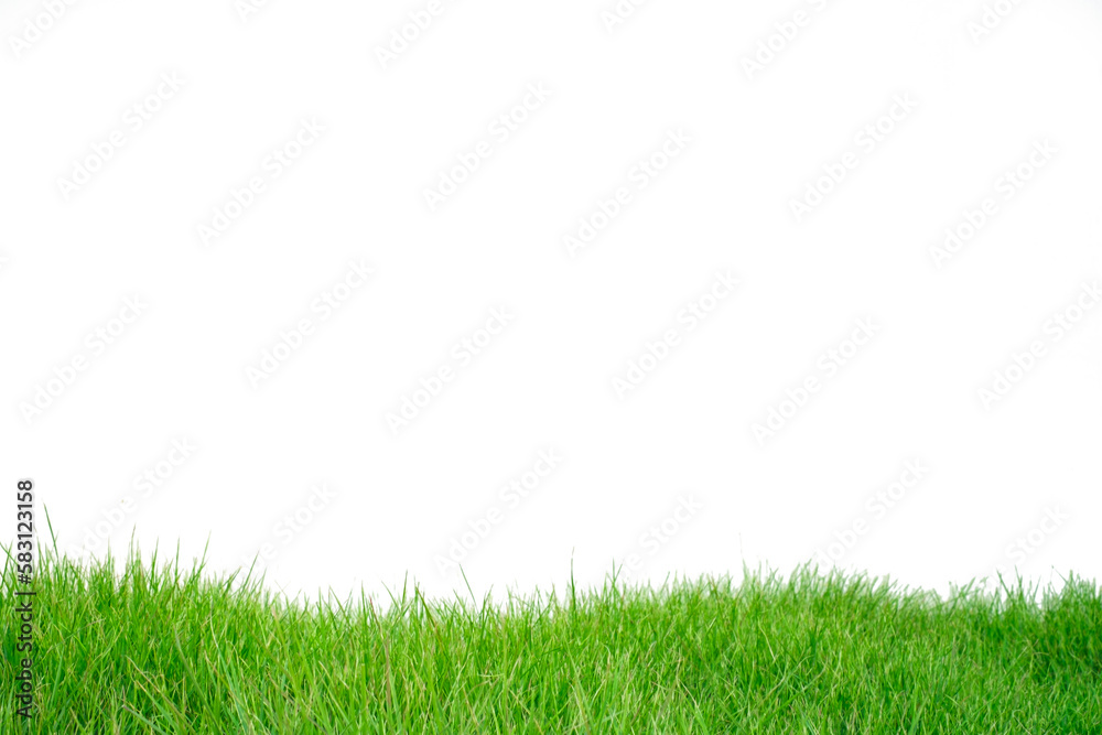 Fresh spring green grass panorama horizontal isolated on white background. Fresh spring green grass panorama horizontal isolated on white background.