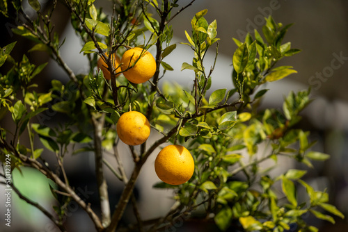 Ripe Florida oranges on the tree in spring