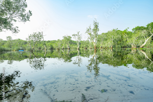 White samet or cajuput trees in wetlands forest with reflections in water. Greenery botanic garden. Freshwater wetland. Beauty in nature. Body of water. Green forest in wetland. World environment day. photo