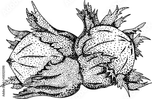 Hazelnut. Vector hand drawn nuts. Engraving illustration with different sort of nuns.