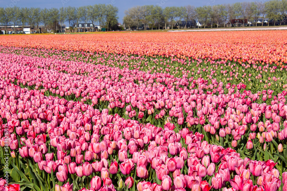 tulip field in the Netherlands - colorful tulips tulip field in the Netherlands - colorful tulips