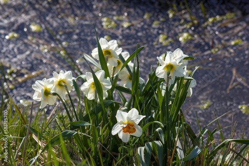 white daffodil flowers photo