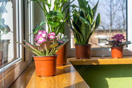 African violet. Home mini potted plants on the windowsill. Flowering saintpaulias. Selective focus