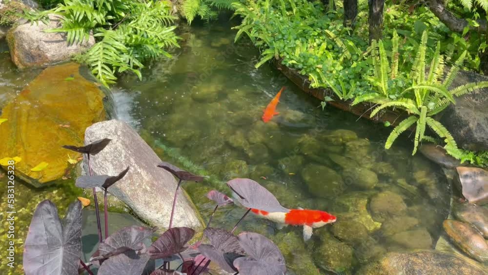 Koi fishes in the pond for relaxation, stock footage Koi fishes in the pond for relaxation, stock footage