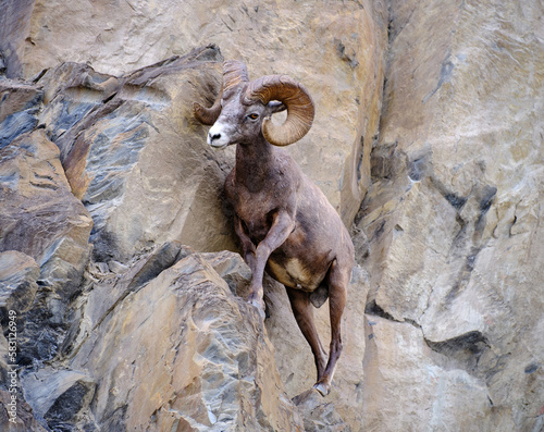 Mountin sheep rams travel along very thin rocky cliffs in the Canadian Rockies blending in to their environment