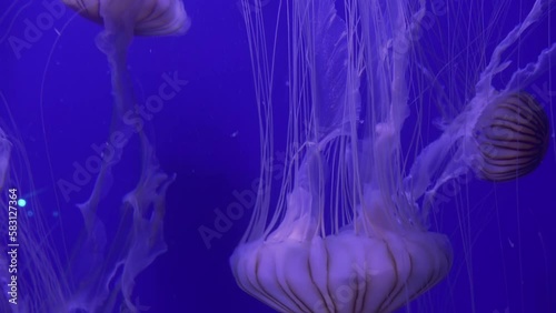 Japanese Sea Nettle (Chrysaora Pacifica), The Stings Are Painful But Harmless, Reduce Noise , Pro Rez 422    photo
