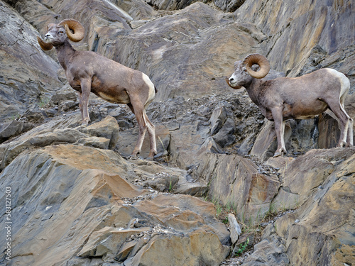 Mountin sheep rams travel along very thin rocky cliffs in the Canadian Rockies blending in to their environment