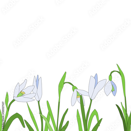 Spring flower's border with snowdrops . Vector background 
