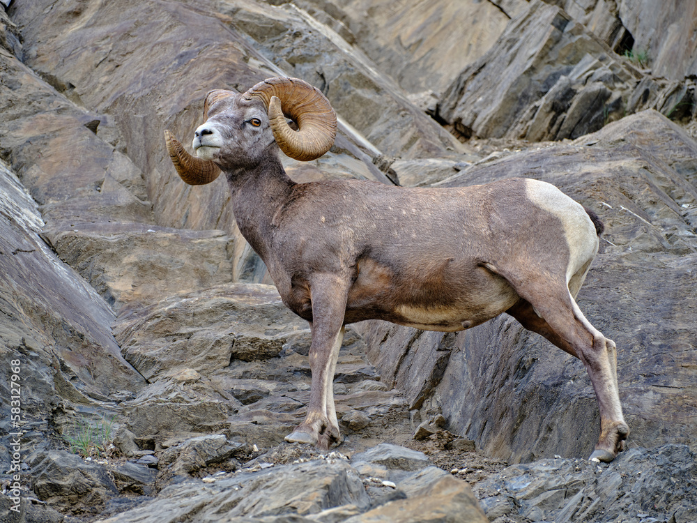Mountin sheep rams travel along very thin rocky cliffs in the Canadian Rockies blending in to their environment Mountin sheep rams travel along very thin rocky cliffs in the Canadian Rockies blending in to their environment