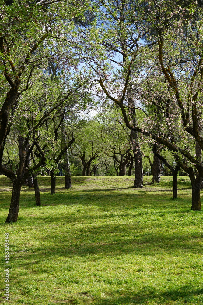 Trees and flowers from Parque Quinta de los Molinos in Madrid