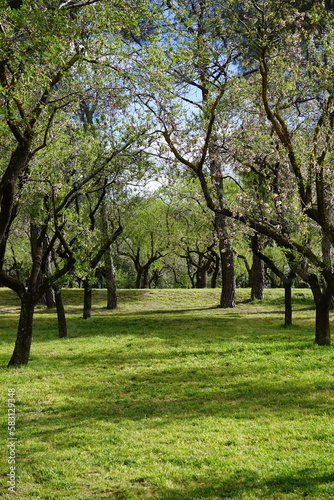 Trees and flowers from Parque Quinta de los Molinos in Madrid